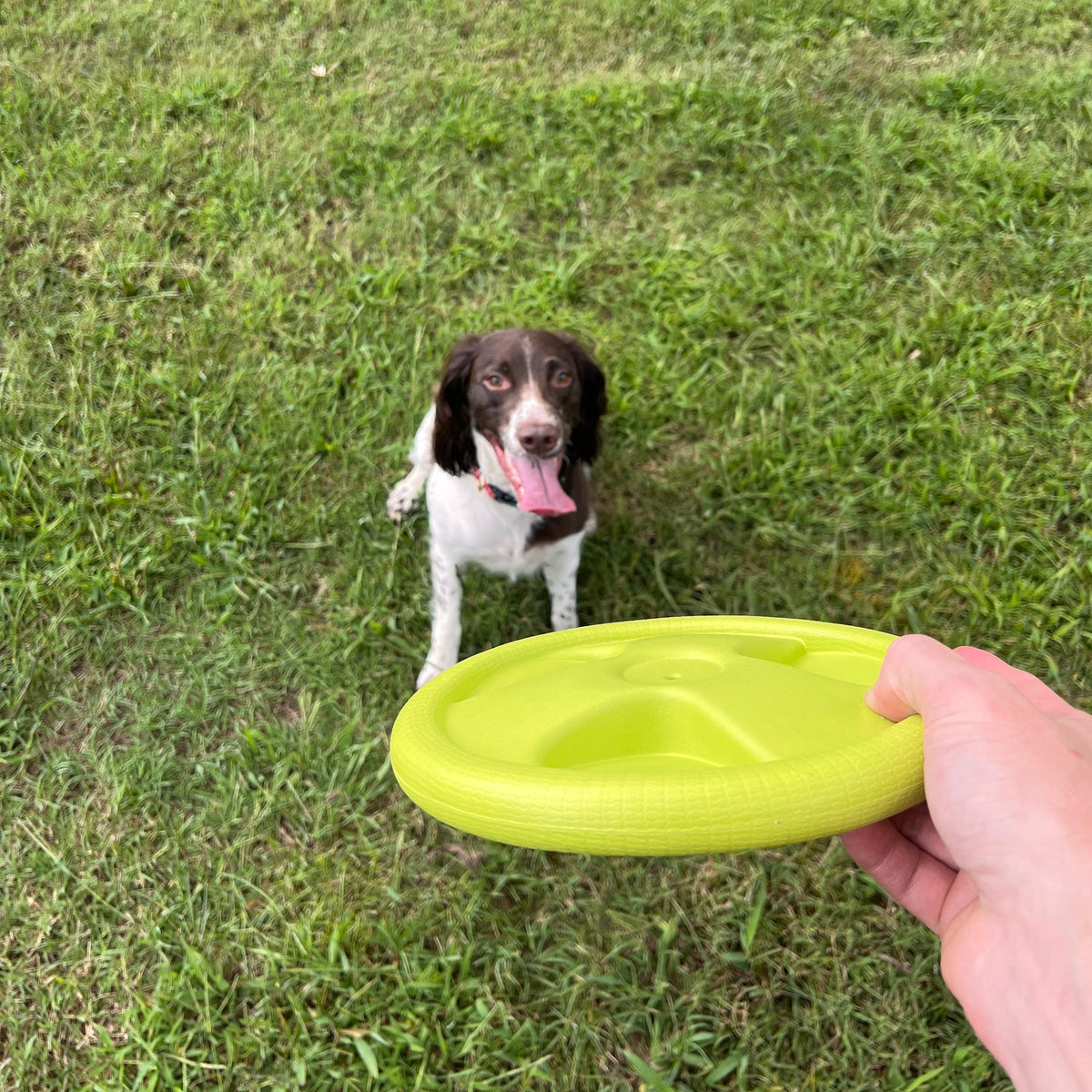 Alpha Pak Harley Flyer Frisbee - lifestyle view