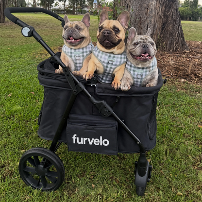 Three French bulldogs sitting together in a black Furvelo Wagon pet stroller