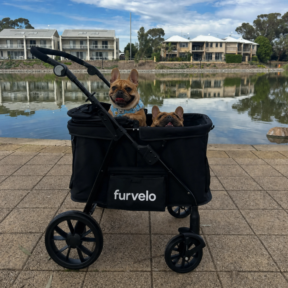 Two small dogs riding in a black Furvelo Wagon pet stroller beside a waterfront