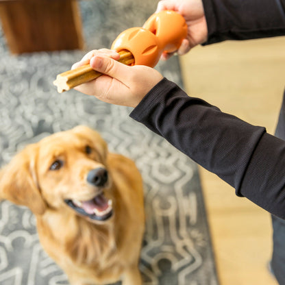 Person inserting a dental stick into an orange Qwizl as a golden retriever watches.