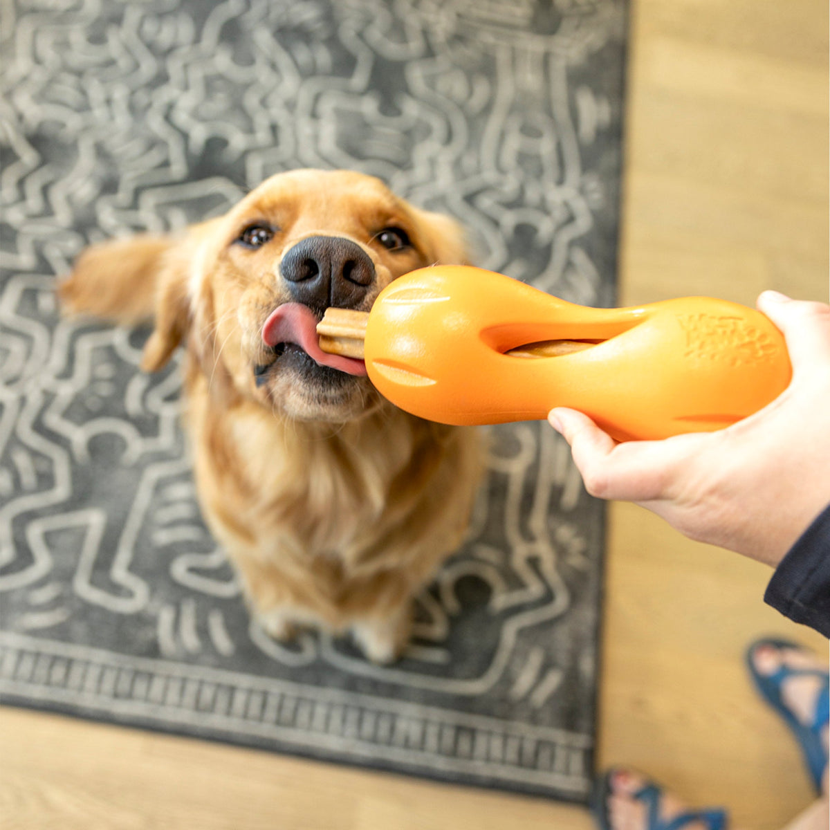 Golden retriever licking a dental stick from an orange Qwizl held by a person.