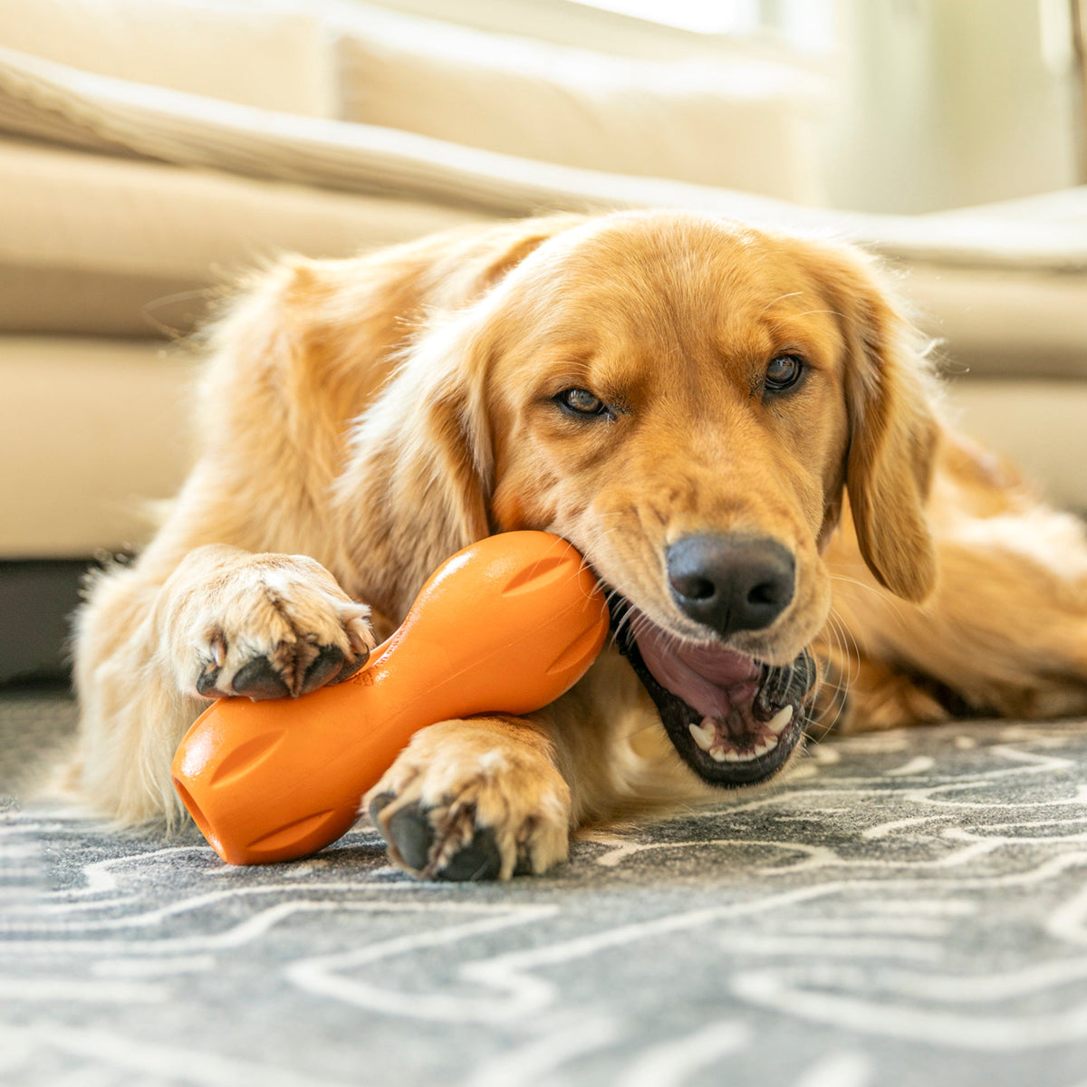 Golden retriever holding an orange Qwizl between its paws while chewing.