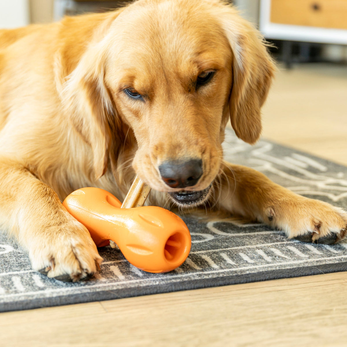 Golden retriever chewing a dental stick held inside an orange Qwizl.