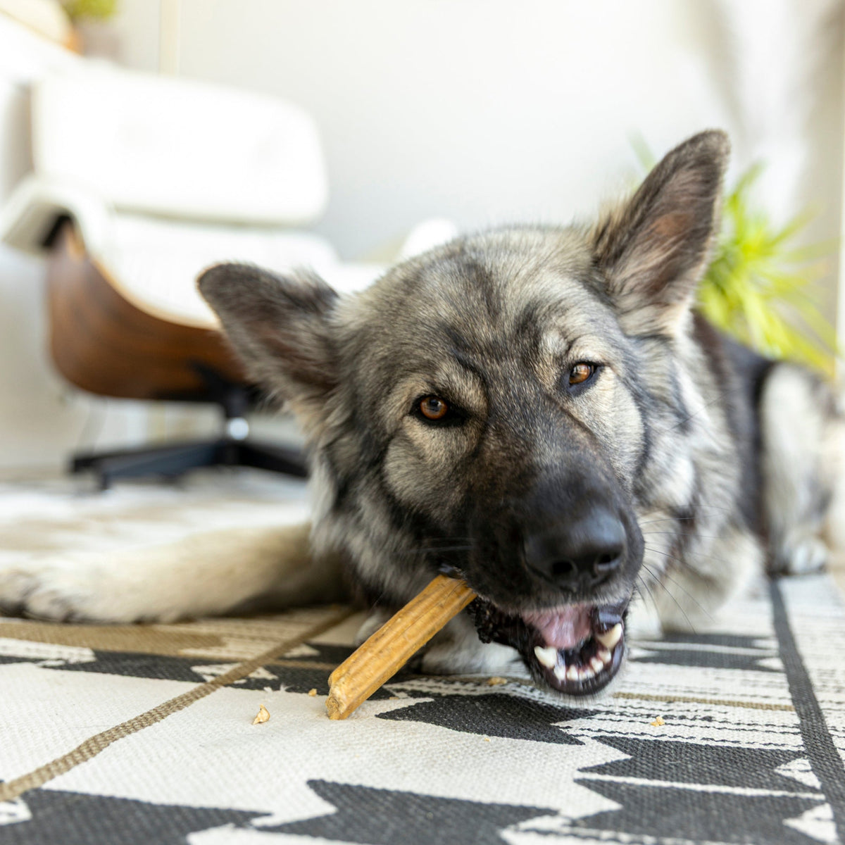 Dog chewing a West Paw dental stick while lying on a rug.
