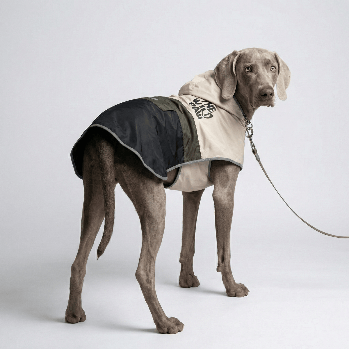 Perro con el abrigo Evercrest en bloques de color