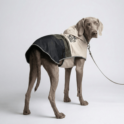 Perro con el abrigo Evercrest en bloques de color