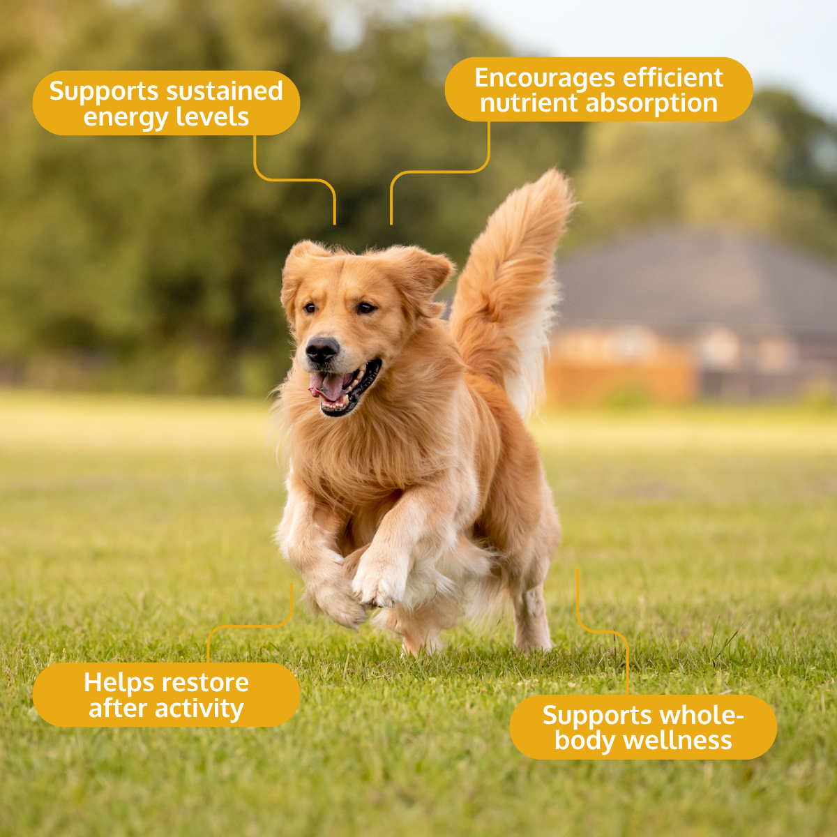 Powdered Goat Milk for Dogs & Cats