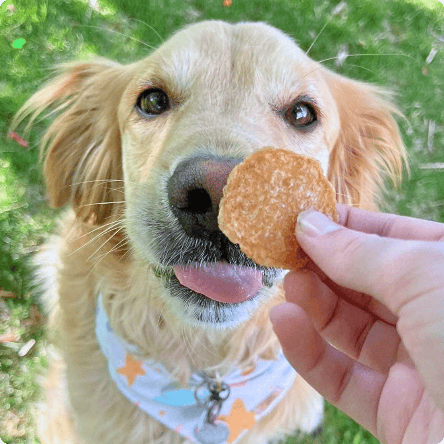 Dog with a treat held by a person outdoors