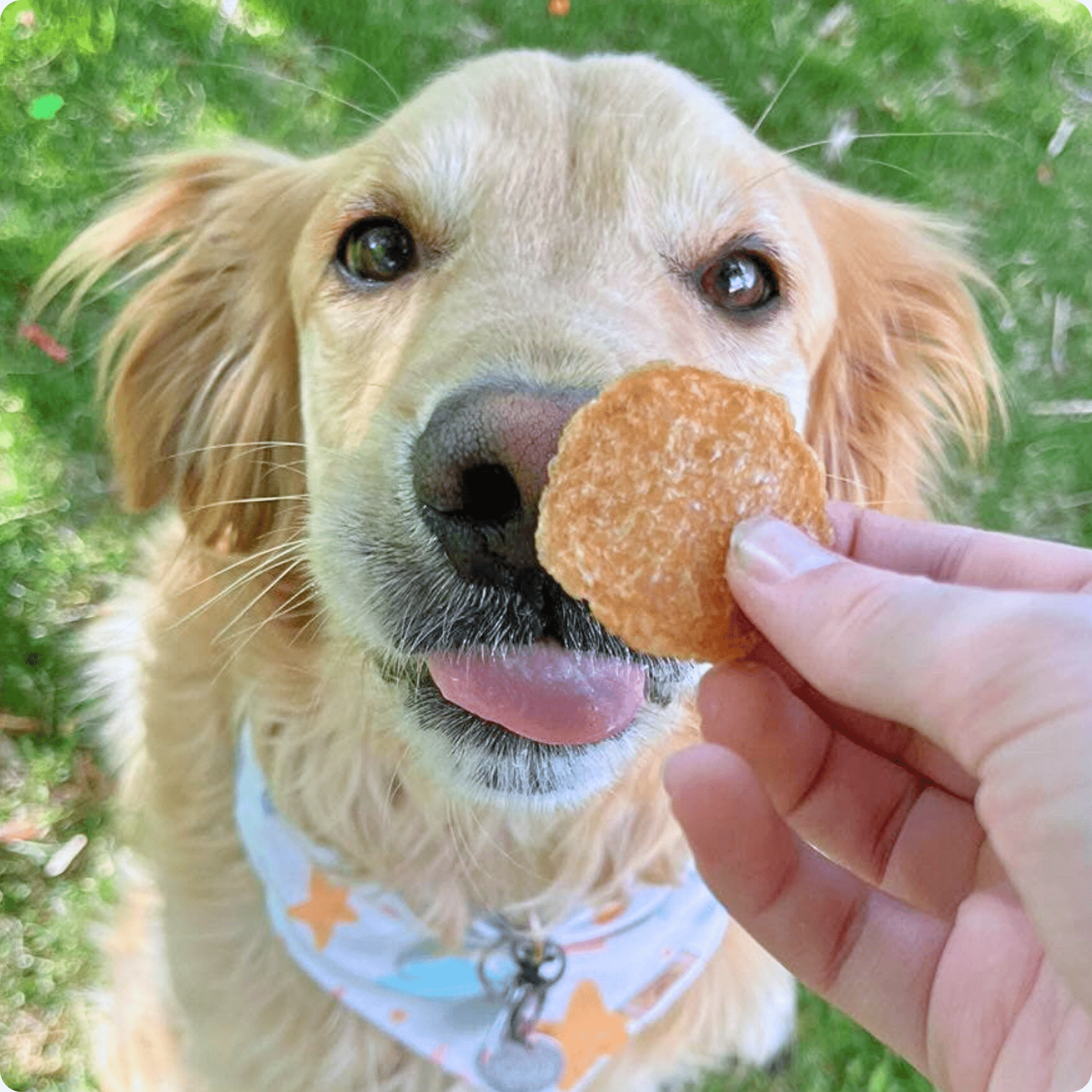 Dog with a treat held by a person outdoors