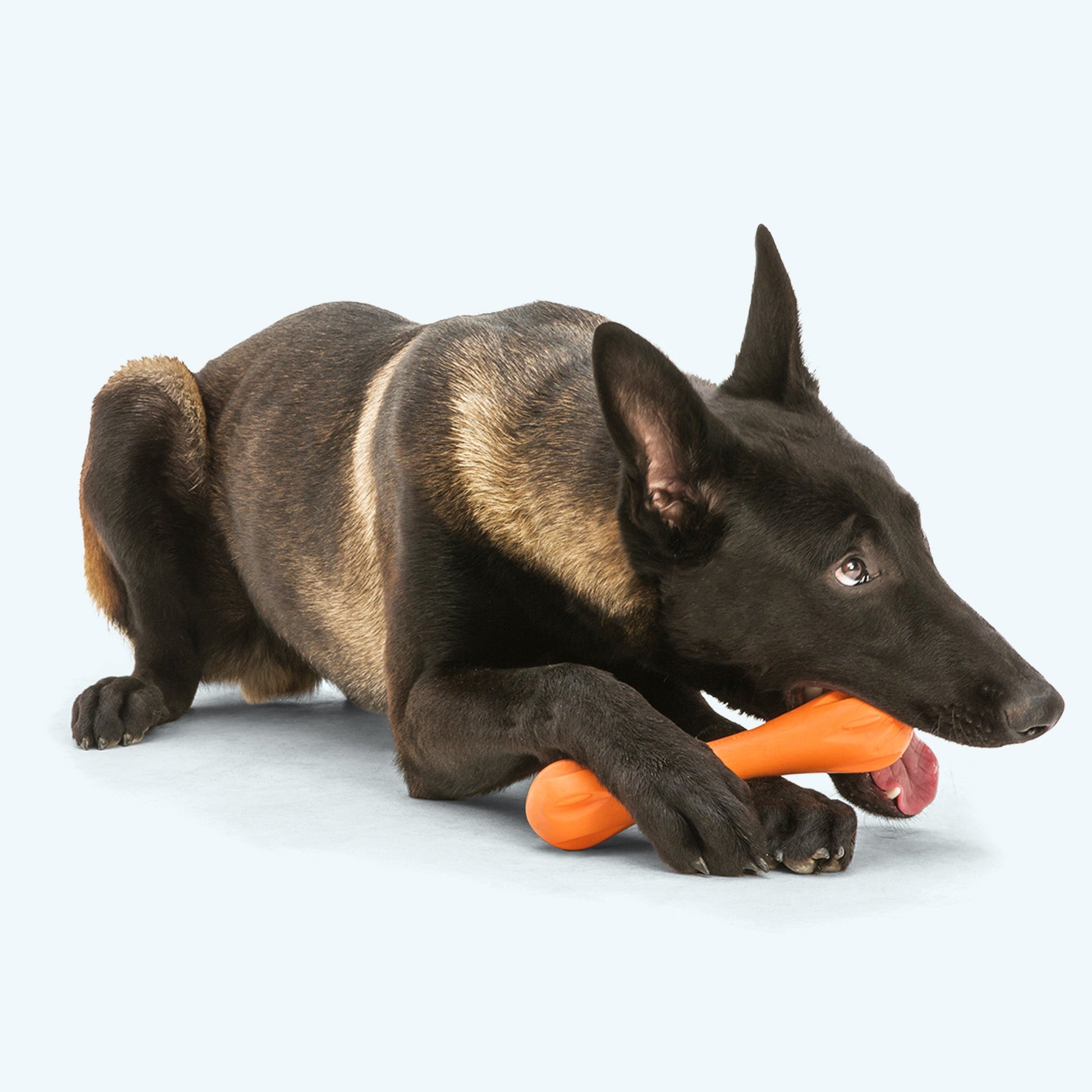 Additional view of the West Paw Hurley dog toy
