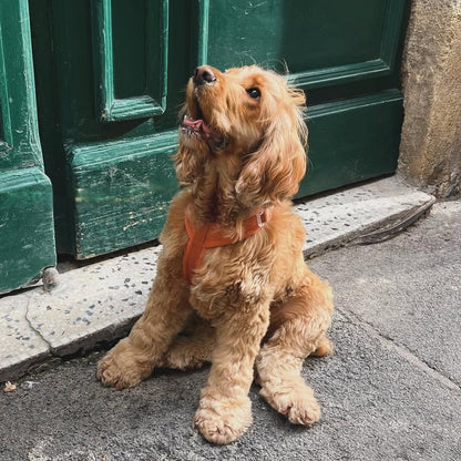 Dog wearing the FURLOU Comfort Dog Harness in terracotta