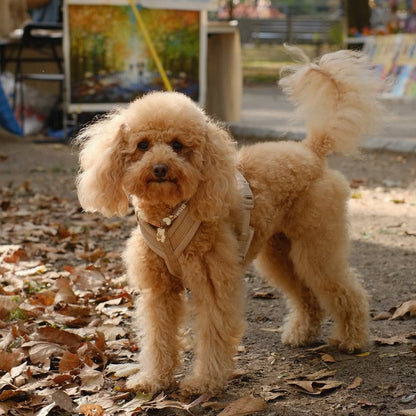 Dog wearing the FURLOU Comfort Dog Harness in tan
