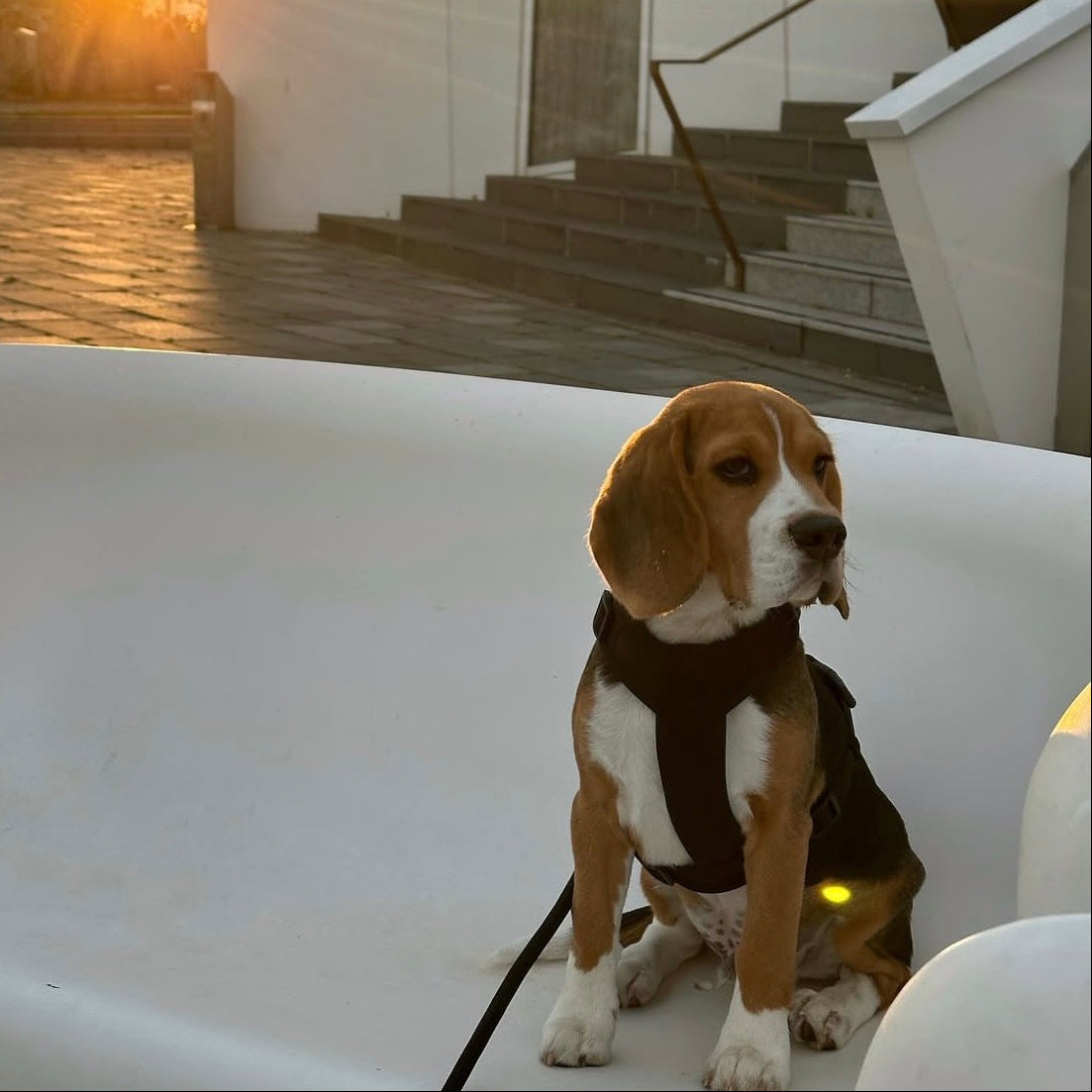 Dog wearing the FURLOU Comfort Dog Harness - Brown