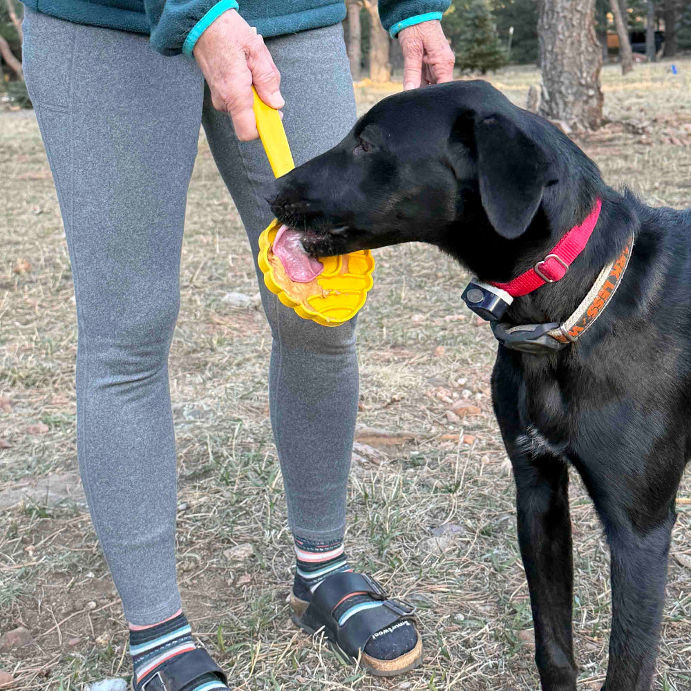 SodaPup eStick handheld enrichment toy in use