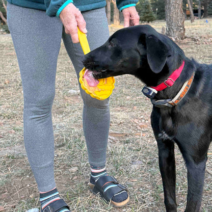 SodaPup eStick handheld enrichment toy in use