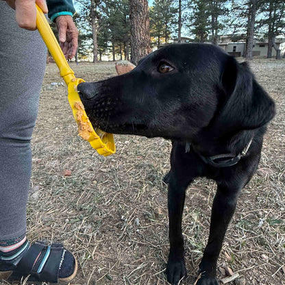 SodaPup eStick handheld enrichment toy in use
