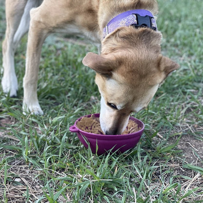 Small dog eating from a plum Garden of Eatin' Tipsy Bowl outdoors.