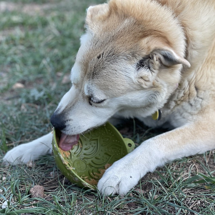 Dog licking a green Garden of Eatin' Tipsy Bowl while lying outdoors.