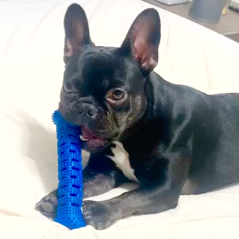 Large Natural Rubber Bone Oral Care Toy for Dogs - Over 25 lb product detail 7
