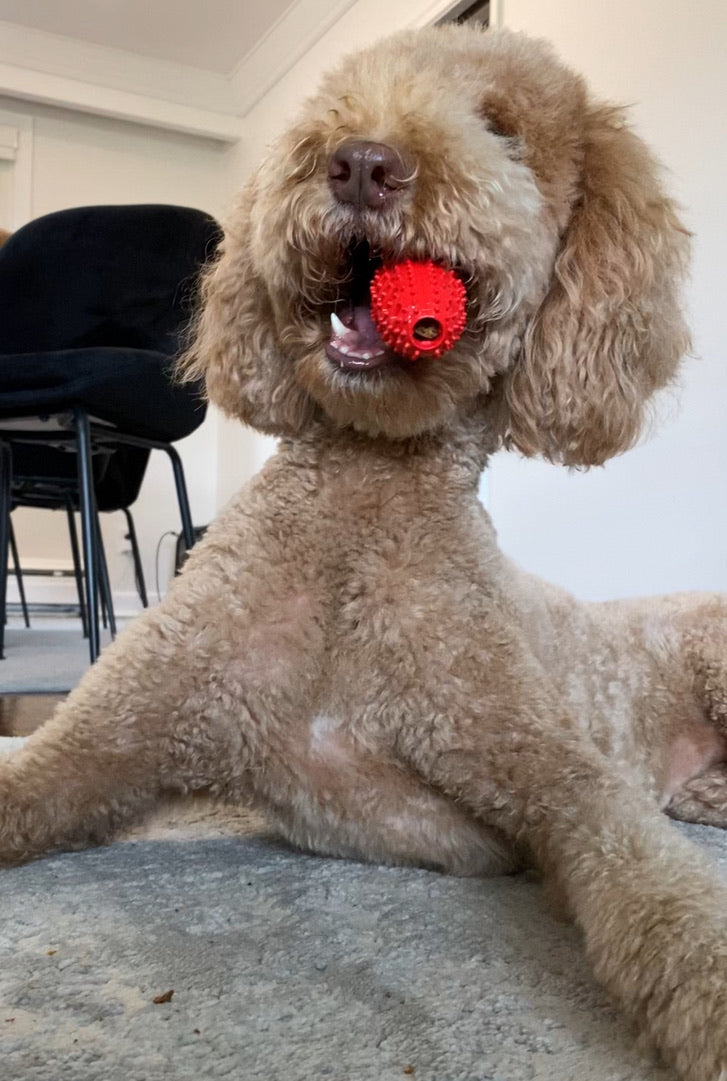 Natural Rubber Football Oral Care Toy for Dogs - Under 20 lb product information graphic 5
