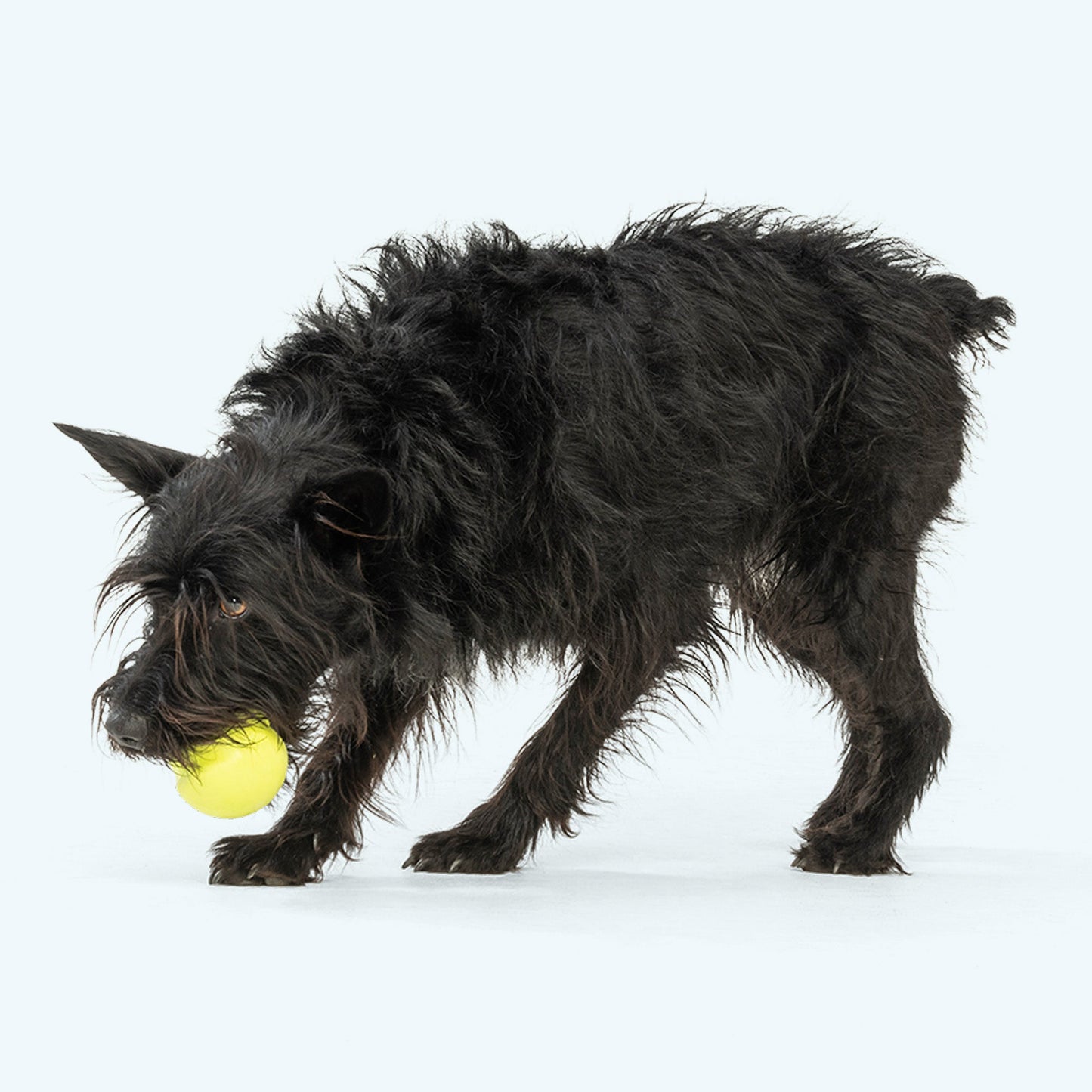 Additional view of the West Paw Jive dog ball