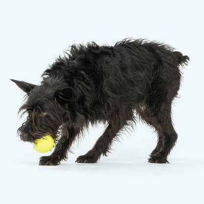 Additional view of the West Paw Jive dog ball