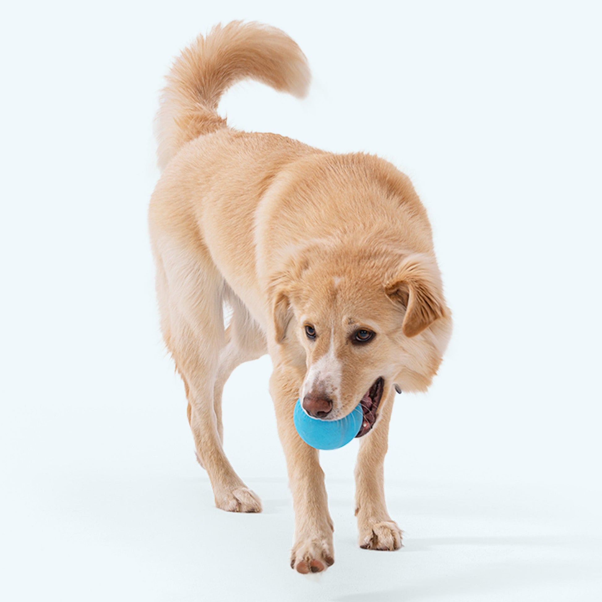 Additional view of the West Paw Jive dog ball