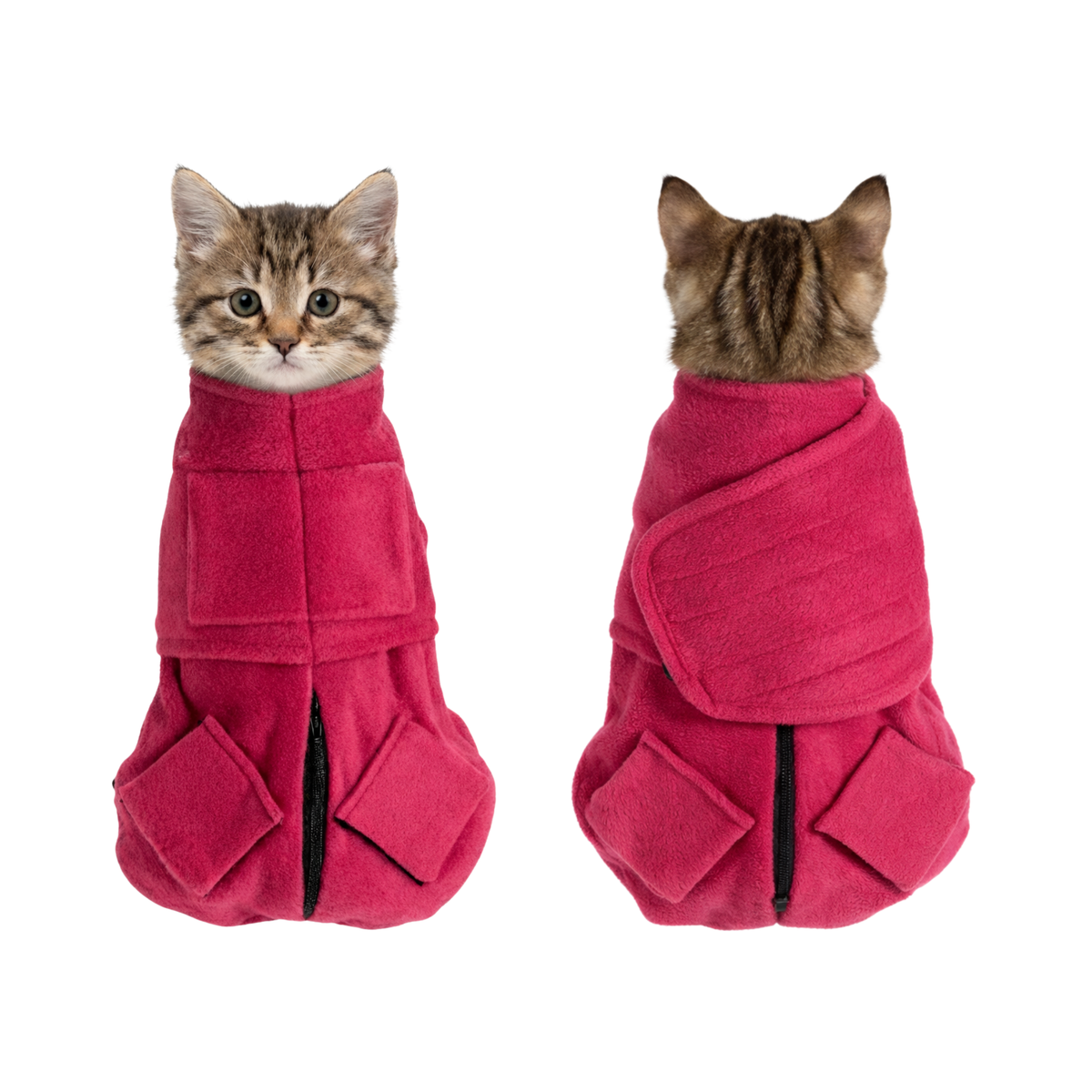 Kitten wearing the Pro Cat Wrap