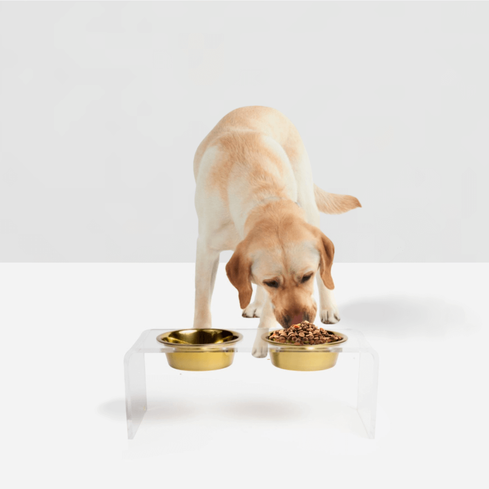 Medium Gold Feeder modern Lucite profile