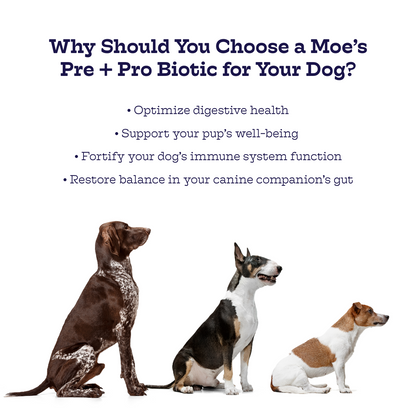 Three dogs sitting together with text about choosing a Moe's Pre + Pro Biotic for dogs.