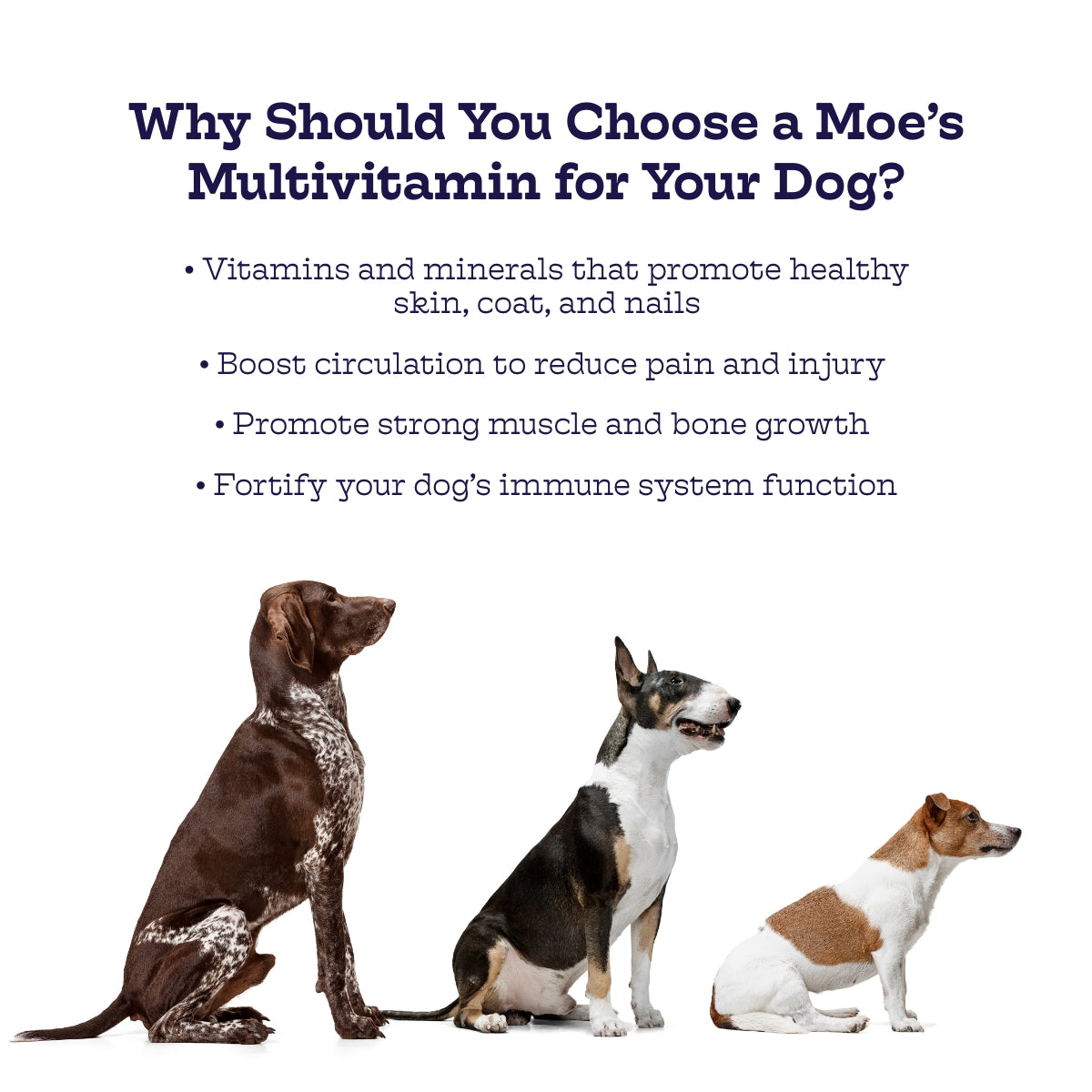 Three dogs with text about Moe's Multivitamin for dogs on a white background