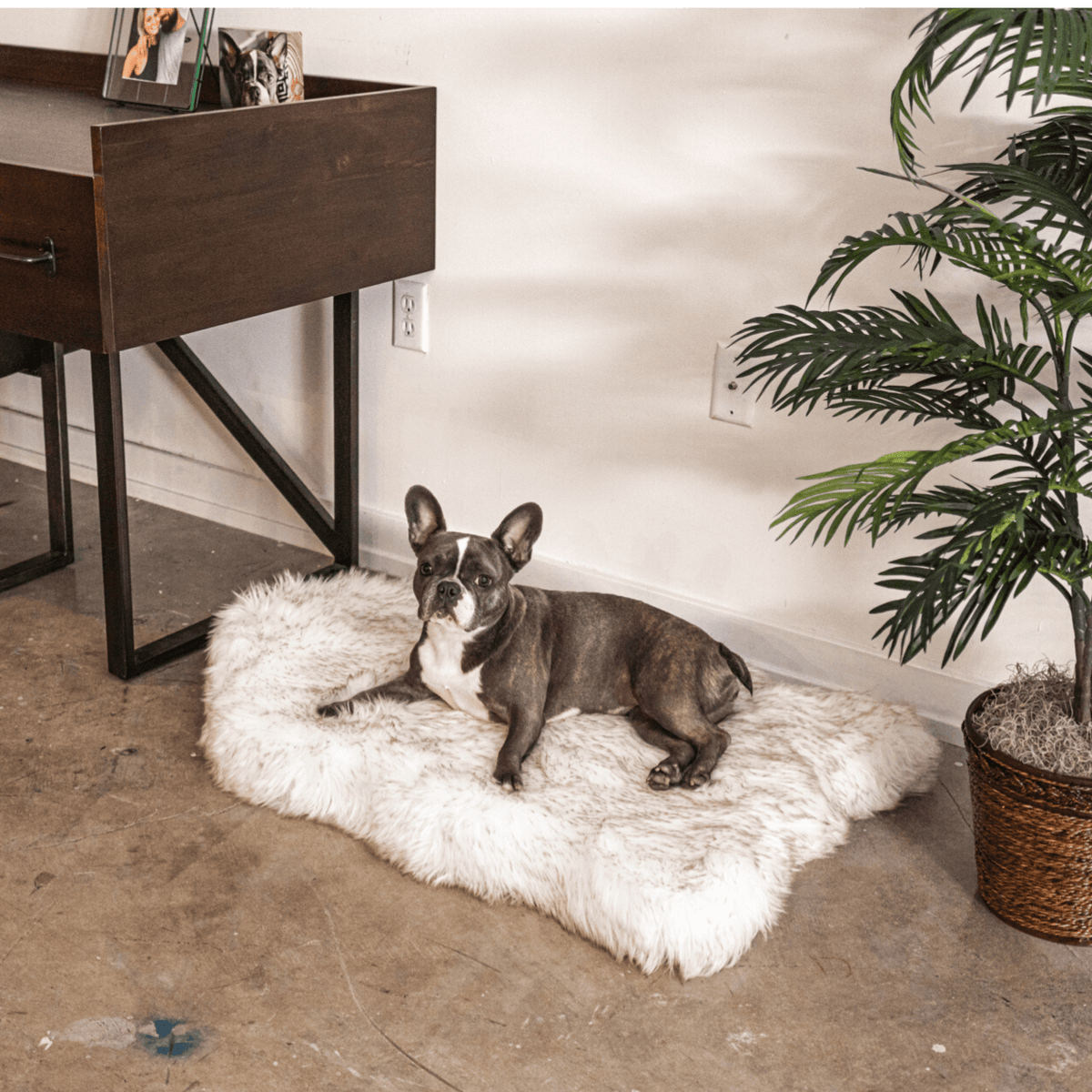French bulldog resting on a curved white PupRug beside a wood cabinet.