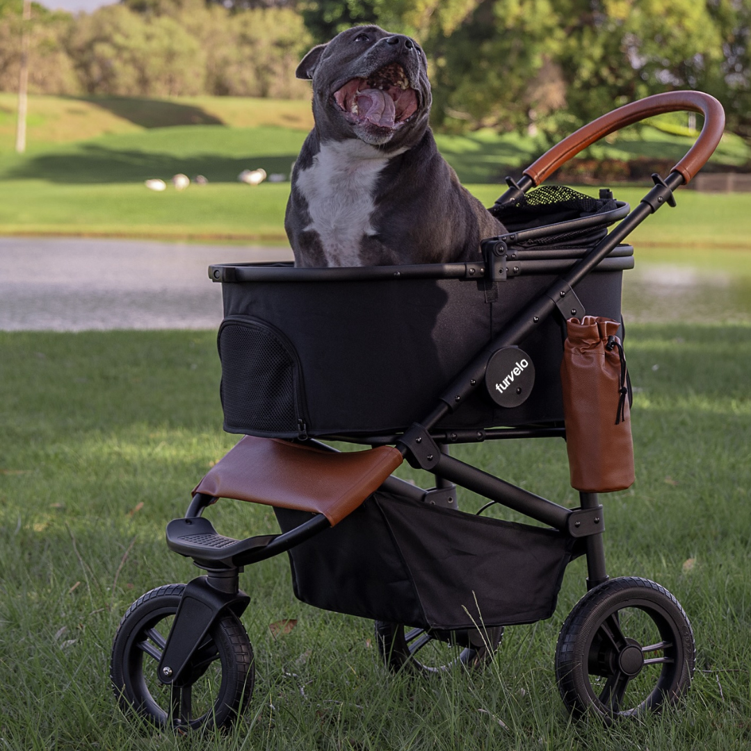 Pug sitting in an open black Furvelo Jogger pet stroller at a park