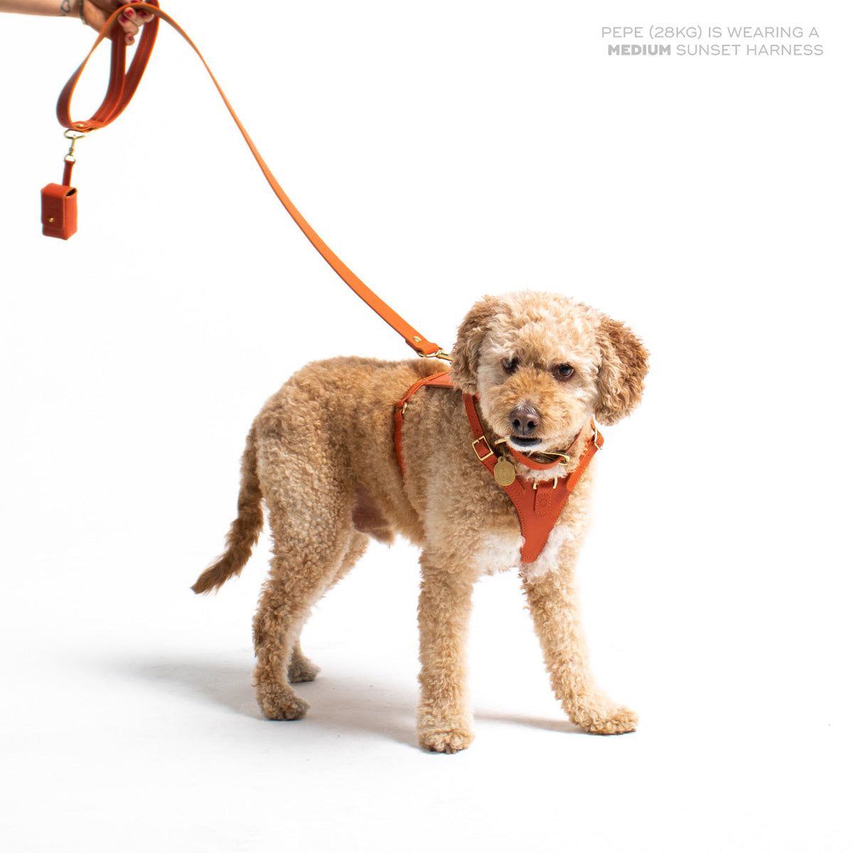 Medium Sunset Heritage Harness by Ramona For You