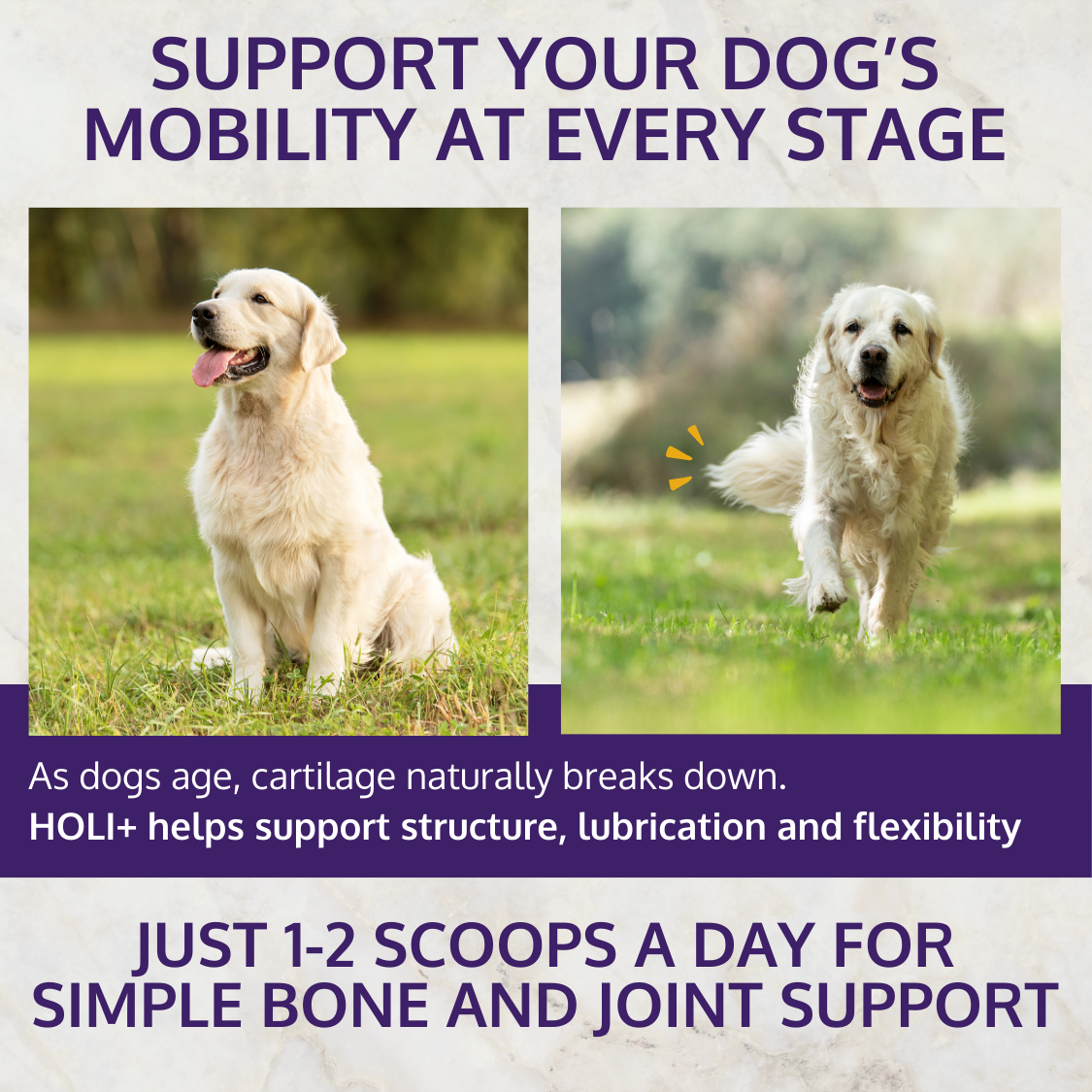Mobility support for dogs at every life stage