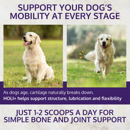 Mobility support for dogs at every life stage