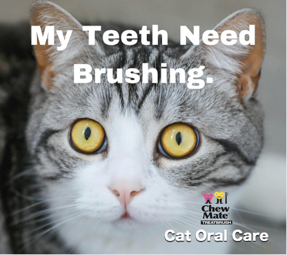 Oral Care Floss & Treat Toothbrush Toy for Cats - Single product information graphic 3