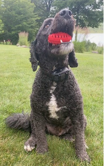 Natural Rubber Football Oral Care Toy for Dogs - Under 20 lb product information graphic 3