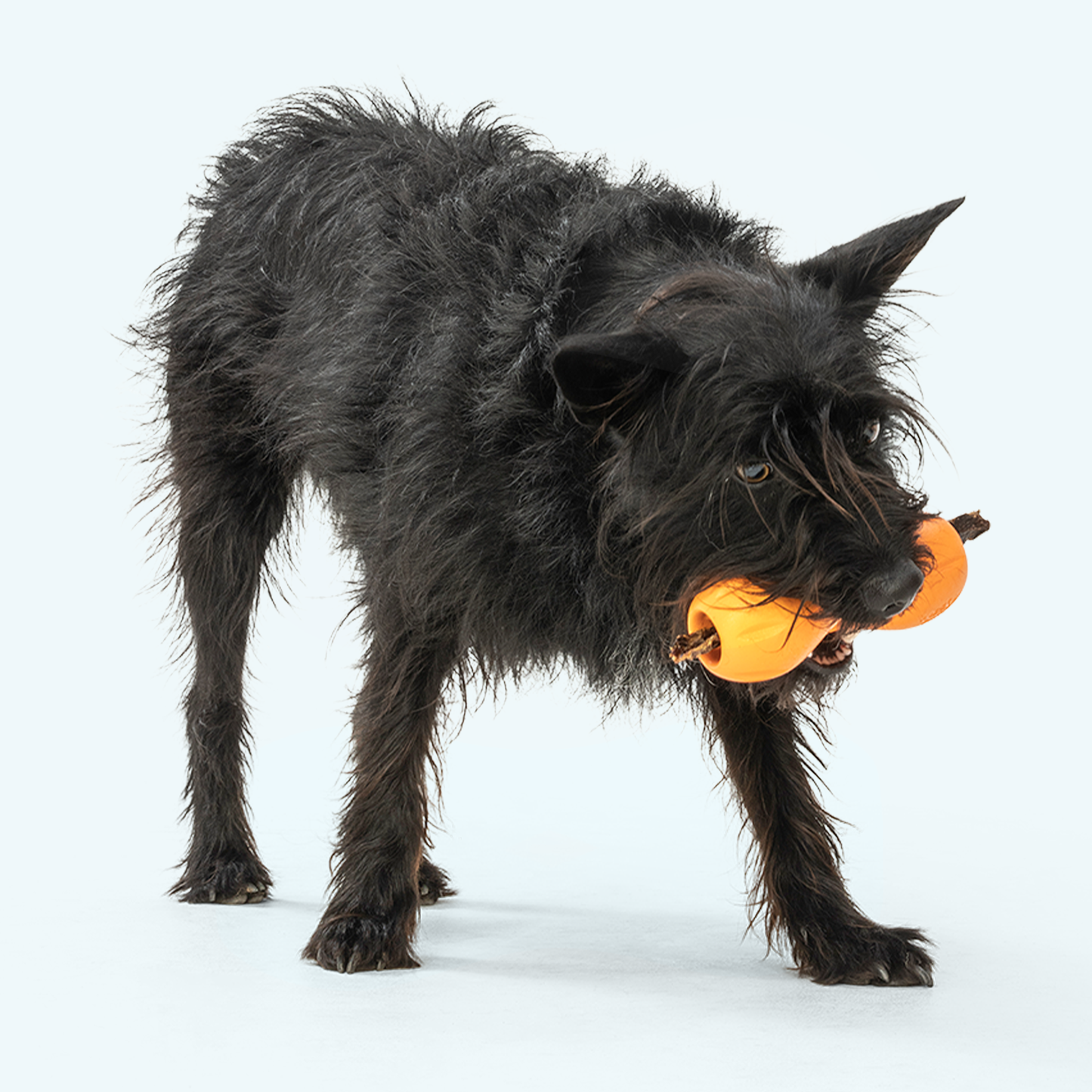 Additional view of the West Paw Qwizl dog enrichment toy