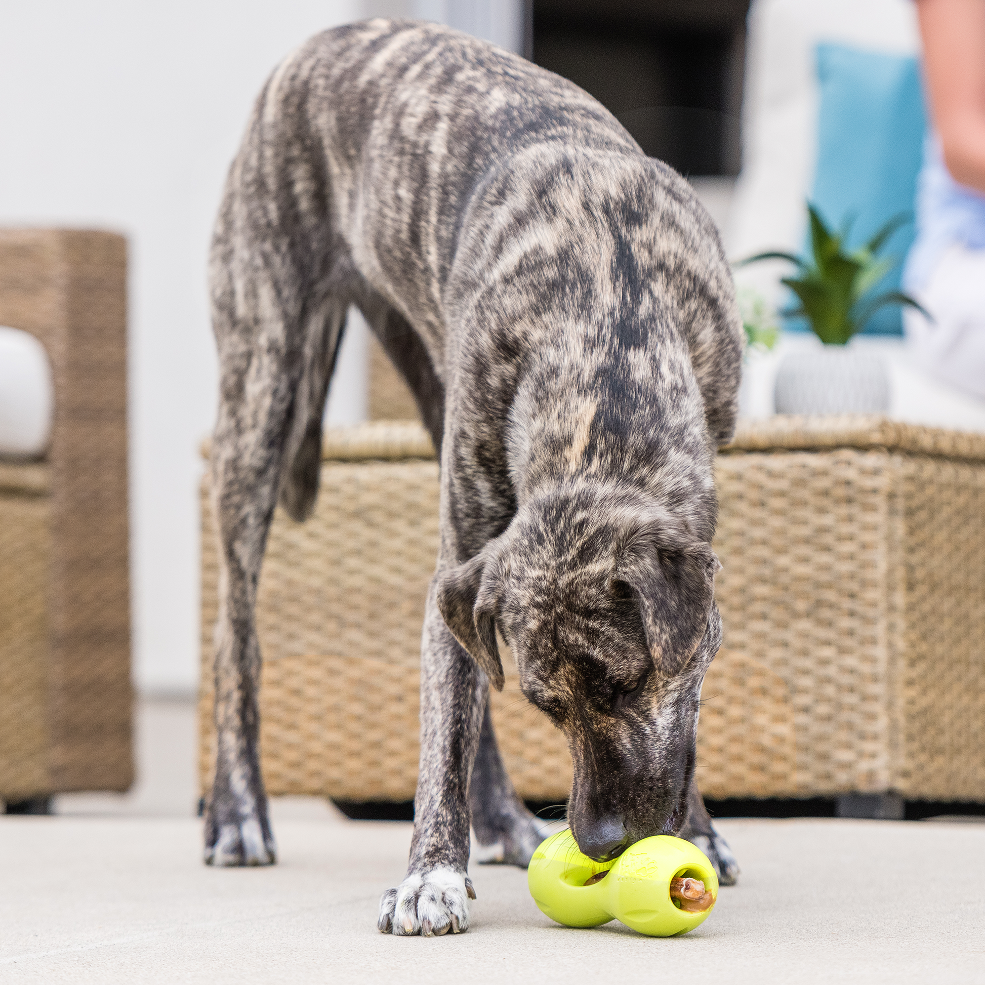 Additional view of the West Paw Qwizl dog enrichment toy