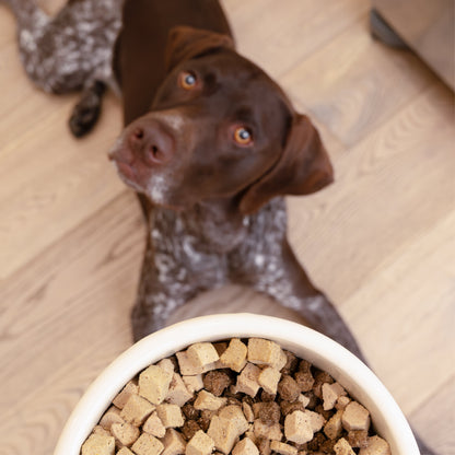 Brown spotted dog waiting behind a bowl of kibble topped with freeze-dried bites.