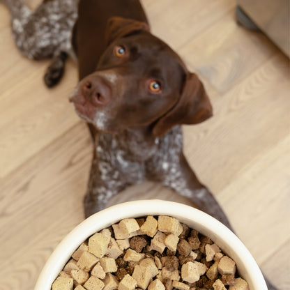 Dog waiting behind a bowl topped with freeze-dried Rawbiotic Bites