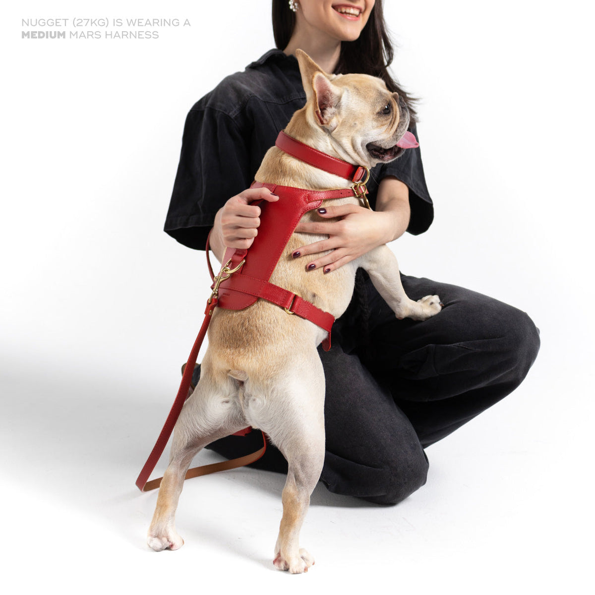 Dog wearing the red leather Mars Heritage Harness