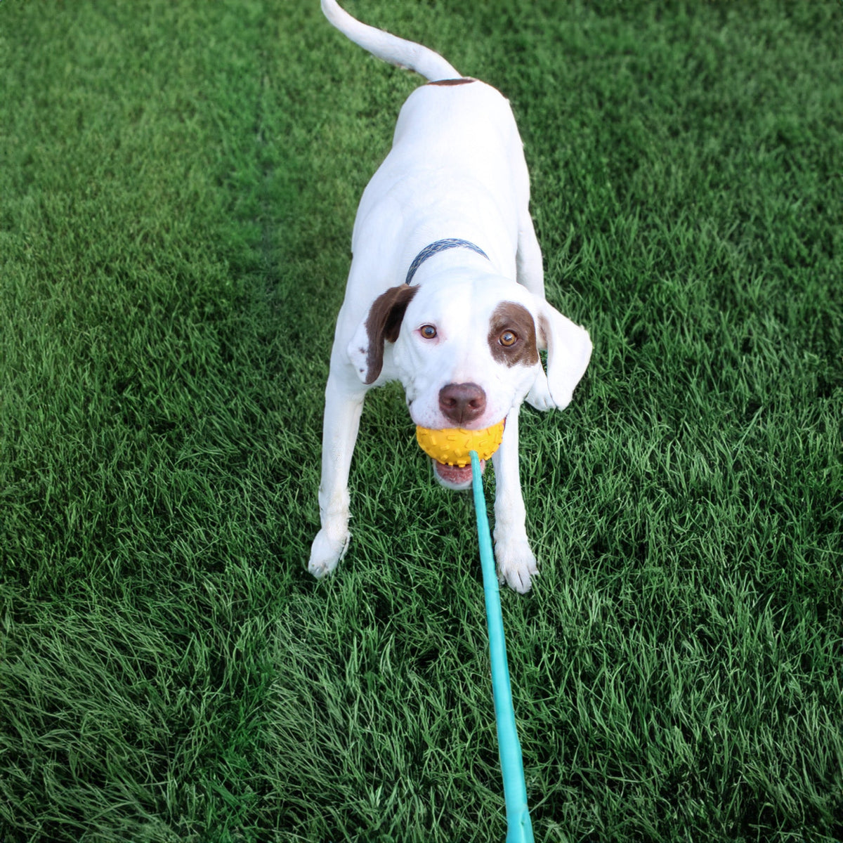 Mako rubber-and-rope dog toy by Alpha Pak