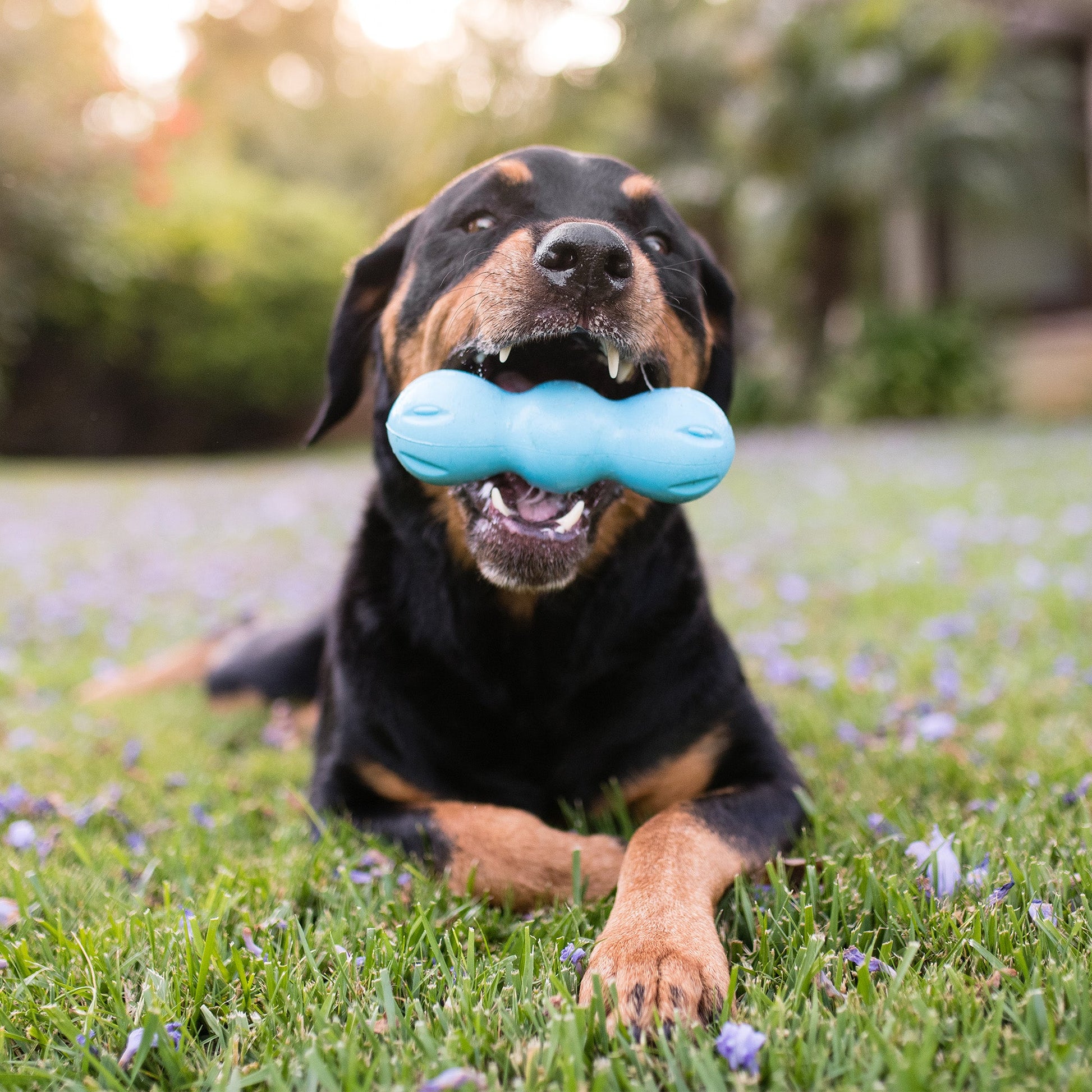 Additional view of the West Paw Rumpus dog toy