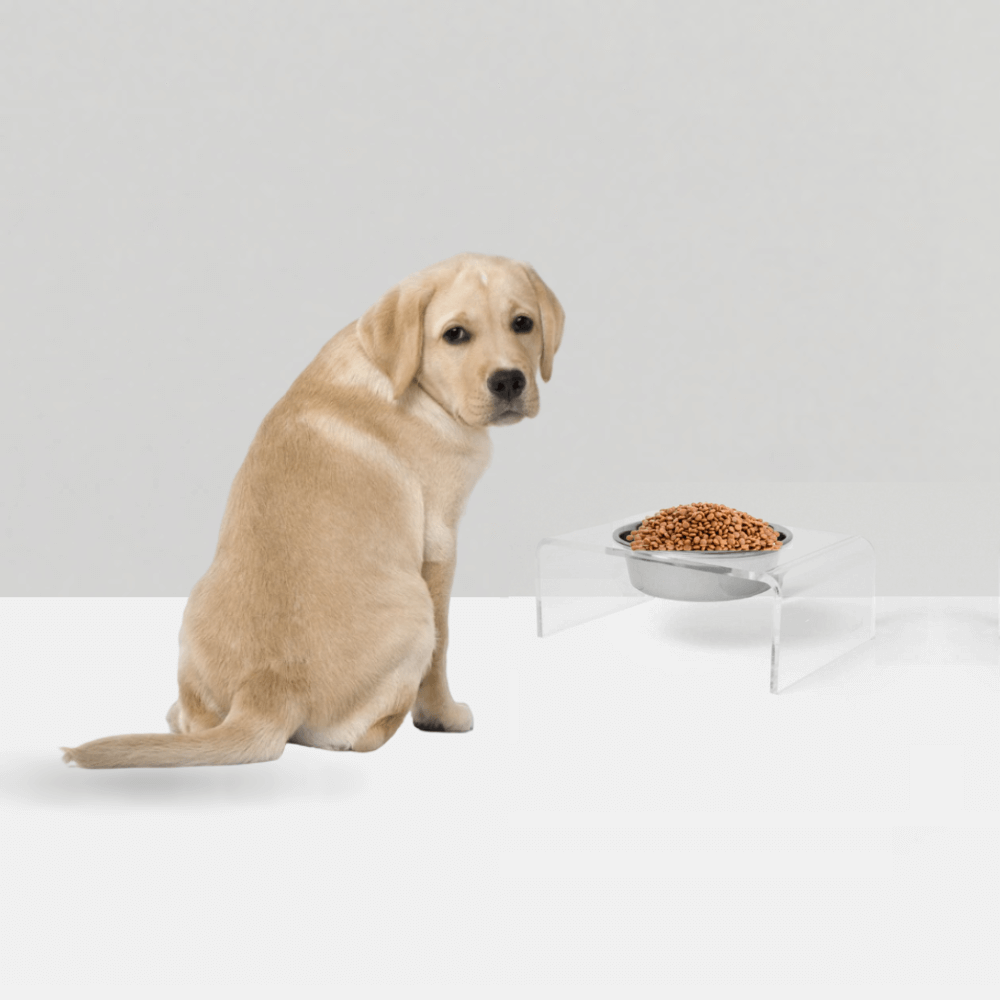 Puppy beside a clear single silver feeder