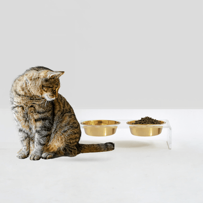Small Hiddin Gold Feeder shown with cat and dog sizing