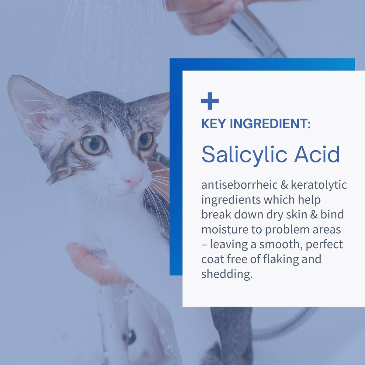 Anti-Seborrheic & Anti-Itch Shampoo for Dogs & Cats - 12 oz by SensoVet - product detail image 4