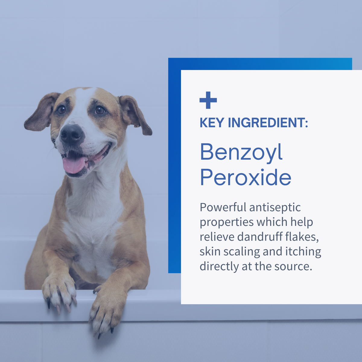 Anti-Dandruff Shampoo for Dogs & Cats - 12 oz by SensoVet - product detail image 3