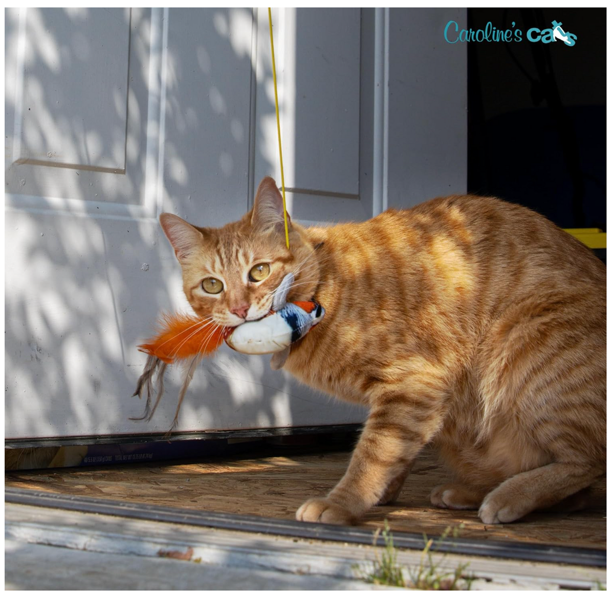 Plush Chirping Bird Cat Toy with Doorway Hanger product detail 6